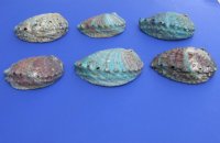 Pink Abalone Shells 4 to 4-3/4 inches - 6 @ $5.65 each