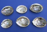 Pink Abalone Shells 4 to 4-3/4 inches - 6 @ $5.65 each