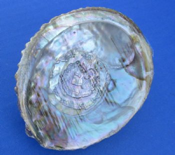 4 to 4-3/4 inches Pink Abalone Shells <font color=red> Wholesale</font> - 30 @ $3.35 each