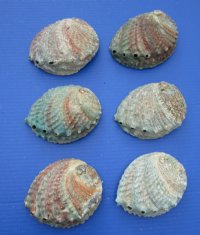 4 to 4-3/4 inches Pink Abalone Shells <font color=red> Wholesale</font> - 30 @ $3.35 each