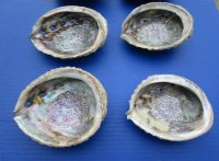 4 to 4-3/4 inches Pink Abalone Shells <font color=red> Wholesale</font> - 30 @ $3.35 each