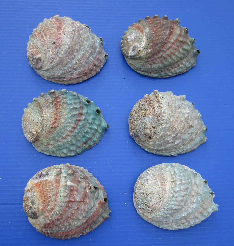 5 To 5-3 4 Inches Wholesale Pink Abalone Shells In Bulk, Haliotis Corrugata