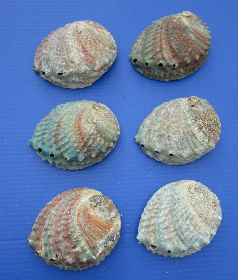 4 to 4-3/4 inches Pink Abalone Shells for Sale in Bulk, Haliotis corrugata