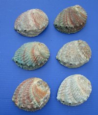 Pink Abalone Shells 4 to 4-3/4 inches - 6 @ $5.65 each