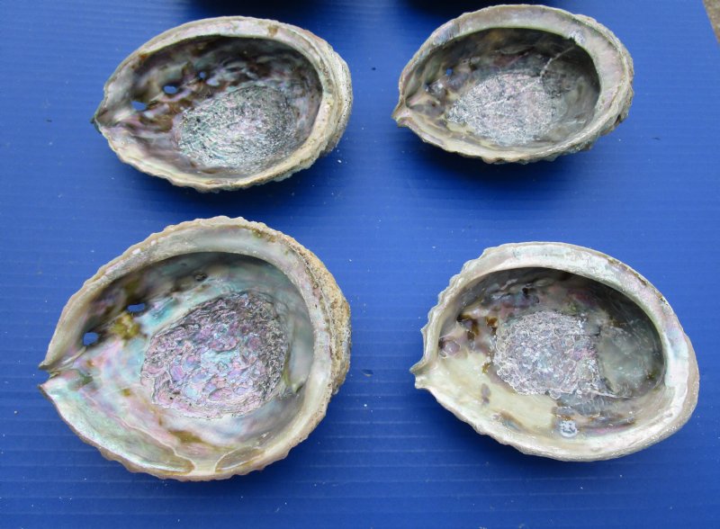 4 to 4-3/4 inches Wholesale Abalone Shells for Sale in Bulk, Haliotis ...