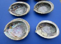 Pink Abalone Shells 4 to 4-3/4 inches - 6 @ $5.65 each