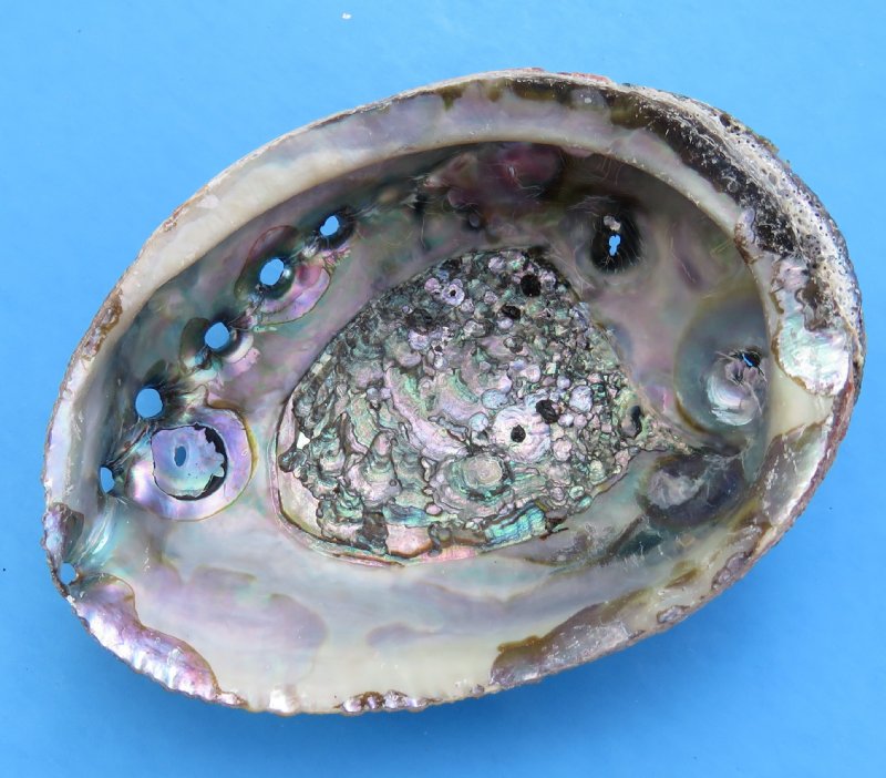 5 To 5 3 4 Inches Green Abalone Shell For Sale 7 50