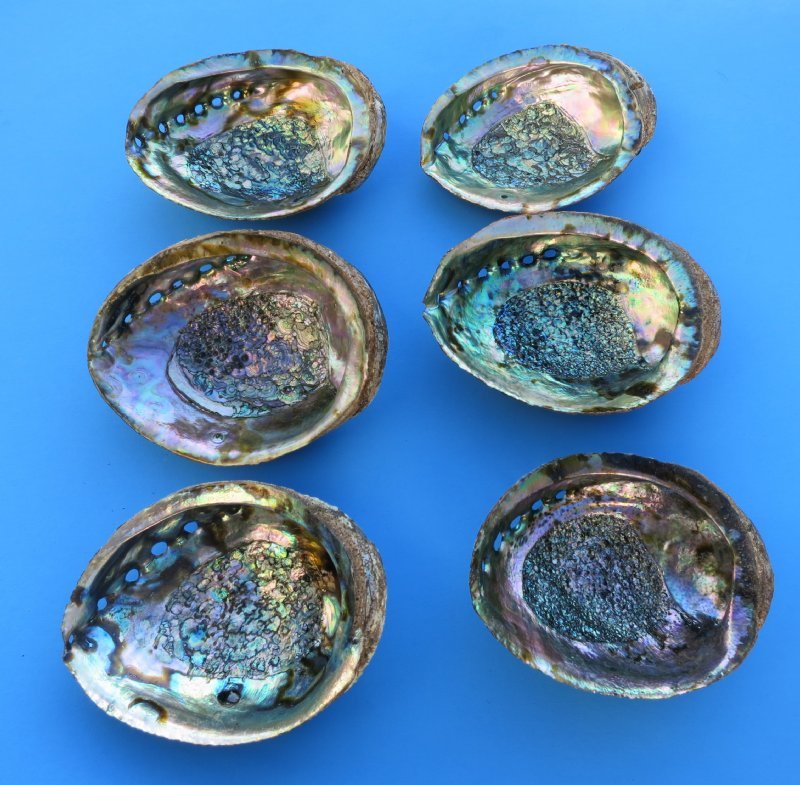 Wholesale Green Abalone Shells in Bulk - Box of 36 for $4.85 each