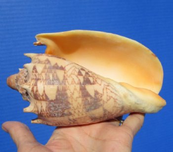 5-7/8 inches Imperial Volute Shell for Sale from the Pacific Ocean - Buy this one for $12.99