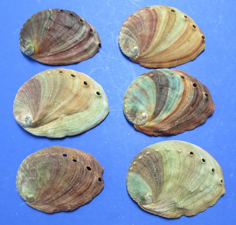 4 inches Small Natural Red Abalone Shell for Sale $8.99 each