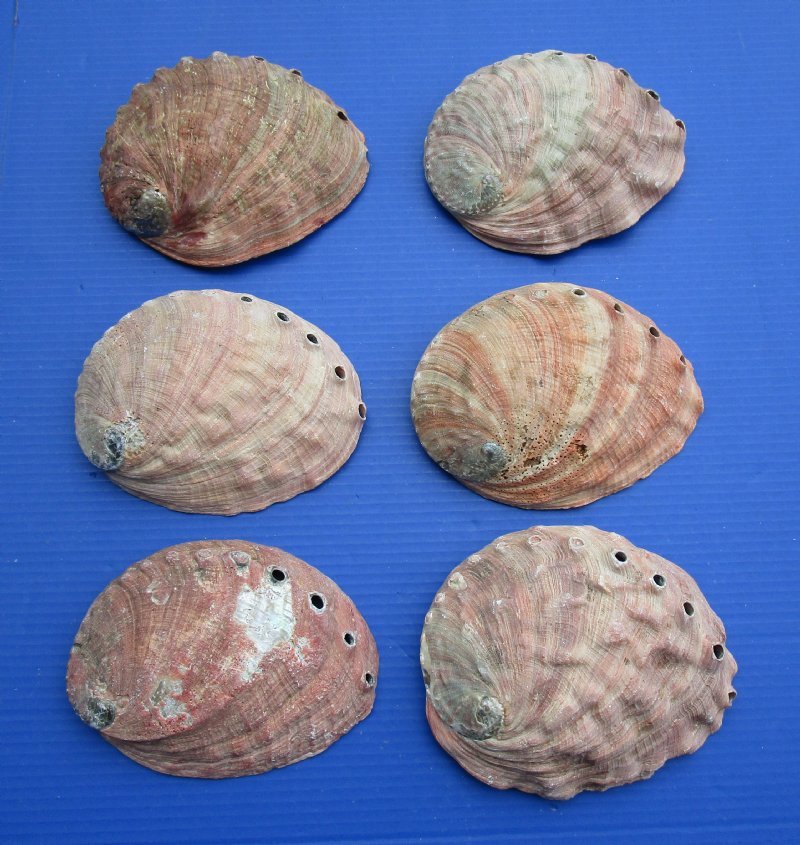 7 to 7-3/4 inches Wholesale Large Red Abalone Shells for Sale in Bulk