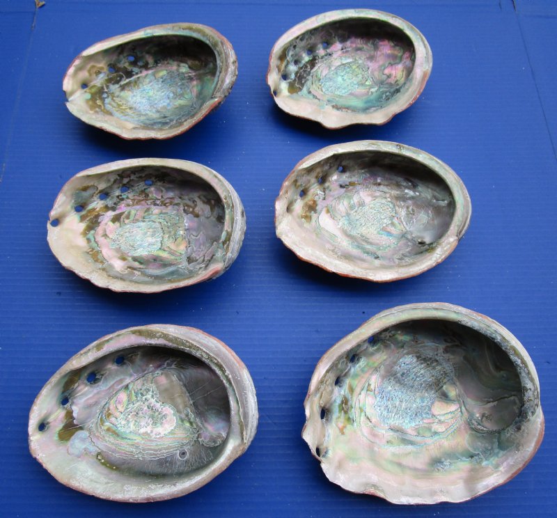 7 to 7-3/4 inches Wholesale Large Red Abalone Shells for Sale in Bulk