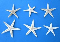 1 to 2 inches Small Off White Flat Starfish - 100  @ .13 each;  