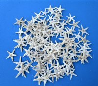 1 to 2 inches Small Off White Flat Starfish - 100  @ .13 each;  