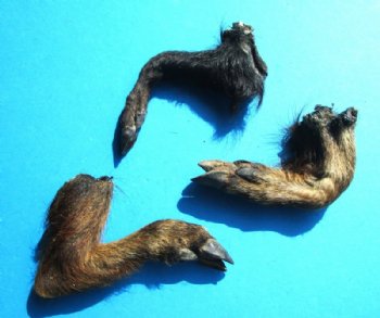 Three Real Georgia Wild Boar Hooves, Feet, Legs Cured with Formaldehyde, 8, 8-1/2 and 10 inches - Buy these 3 for $15.00 each