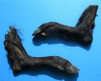 2 Cured Georgia Wild Boar Legs, Feet, Hoof for Sale preserved with formaldehyde 13-1/2 and 14 inches - Buy these 2 for $18.00 each