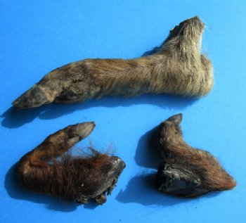 3 Real Georgia Wild Boar Feet, Legs, Hooves preserved with formaldehyde, 8-1/2, 9 and 13 inches - Buy all 3 of these for $41.99