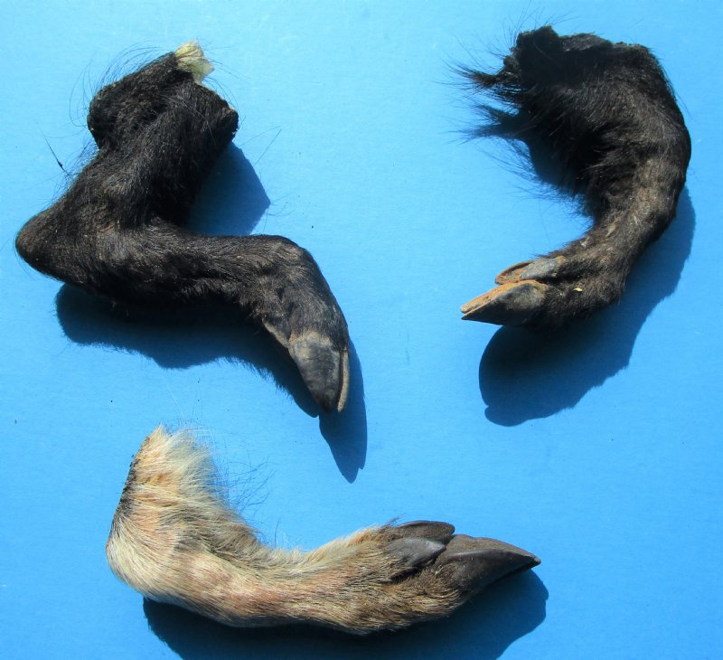 Three Real Georgia Wild Boar Legs, Hooves, Feet Cured with Formaldehyde