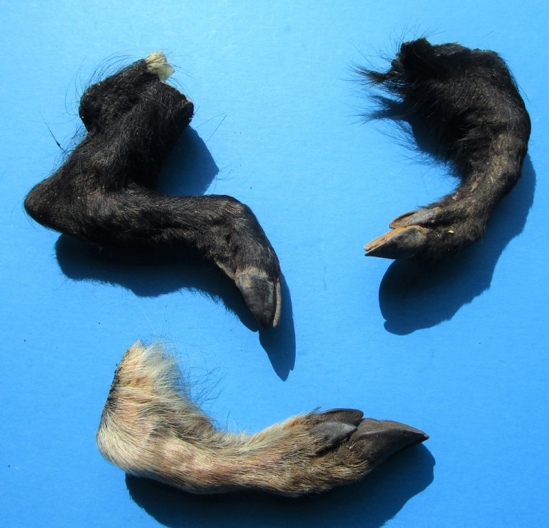 Three Real Georgia Wild Boar Legs, Hooves, Feet Cured with Formaldehyde