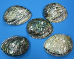Polished Green Abalone - Australian Greenlip Abalone