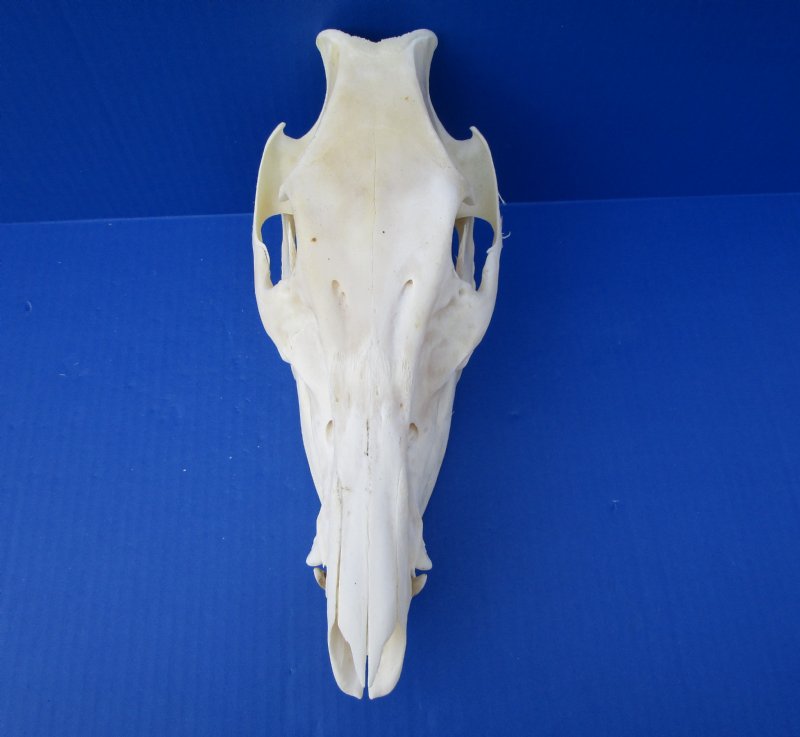 11 inches Real Georgia Wild Boar, Wild Hog Skull for Sale