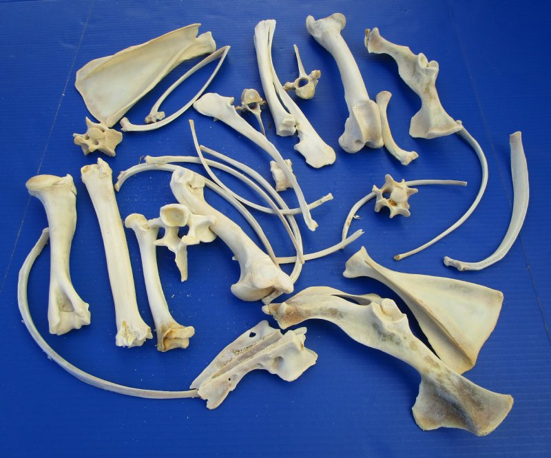 4 Pounds Assorted Boar Bones And Whitetail Deer Bones For Sale