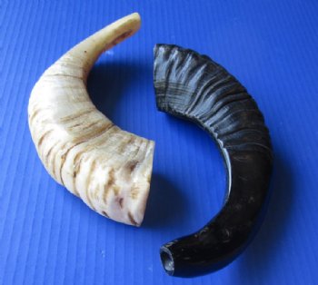 9 to 12 inches Polished Ram's Horn Shofar, Sheep Horn Shofar, War Horn - $9.99 each; 2 @ $8.65 each