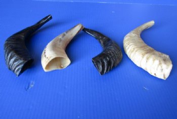 9 to 12 inches Polished Ram's Horn Shofar, Sheep Horn Shofar, War Horn - $9.99 each; 2 @ $8.65 each