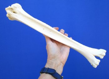 15-3/4 inches Real Camel Leg Bone for Carving Bone - Buy this one for $29.99