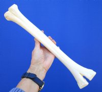 15-3/4 inches Real Camel Leg Bone for Carving Bone - Buy this one for $29.99