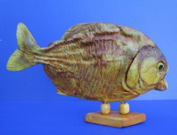 9-1/2 inches Large Real Taxidermy Dried Piranha Fish on Wood Stand for Sale - buy this one for $59.99