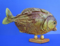 9-1/2 inches Large Real Taxidermy Dried Piranha Fish on Wood Stand for Sale - buy this one for $59.99