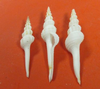 2 to 3 inches Small White Spindle Shells <font color=red> Wholesale</font> -  500 @ .22 each