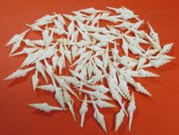 2 to 3 inches Small White Spindle Shells <font color=red> Wholesale</font> -  500 @ .22 each