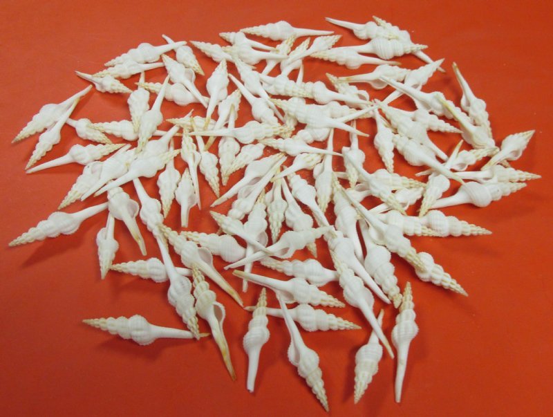 2 to 3 inches Small White Spindle Shells for Crafts in Bulk - Pack of 100 @  .30 each; Pack of 300 @ .24 each;