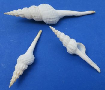 3 to 3-7/8 inches Small White Spindle Shells for Crafts <font color=red> Wholesale</font>  - 300 @ .35 each