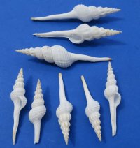 3 to 3-7/8 inches Small White Spindle Shells for Crafts <font color=red> Wholesale</font>  - 300 @ .35 each