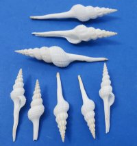 5 to 6 inches White Spindle Shells for Crafts   - Packed 25 @ $1.15 each; Pack of 50 @ $1.05 each;