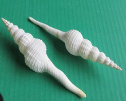 6 to 7 inches Large White Spindle Shells  - Pack of 25 @ $1.53 each; Pack of 50 @ $1.36 each