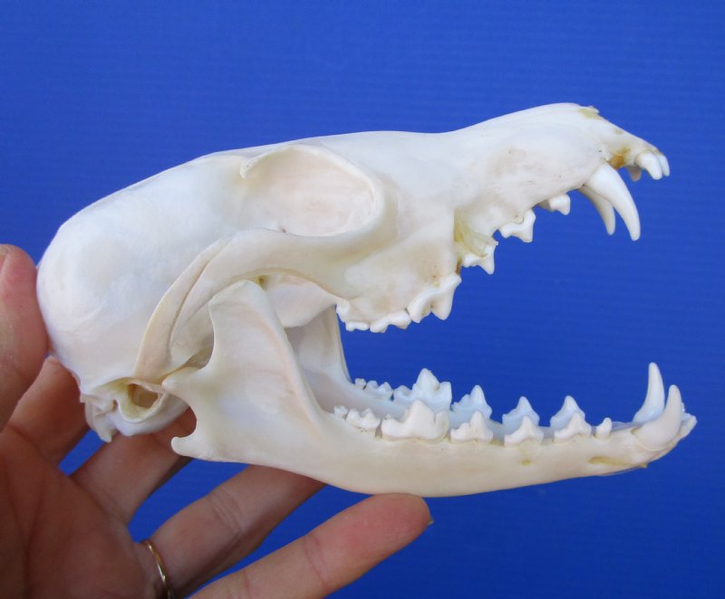 5-3/4 inches Real Red Fox Skull for Sale