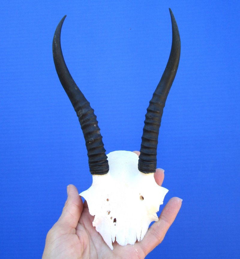 6-1/2 and 6-3/4 inches Female Springbok Horns on Skull Cap for Sale