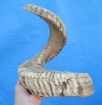 32 inches African Merino Ram, Sheep Horn for Sale - $32.99