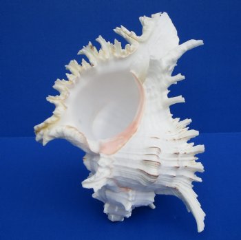 7-3/4 inches Murex Ramosus Shell for Sale - $14.99