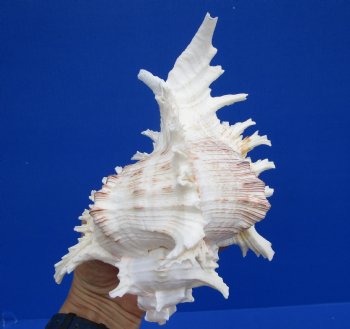 7-3/4 inches Murex Ramosus Shell for Sale - $14.99