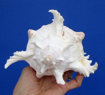 7-3/4 inches Murex Ramosus Shell for Sale - $14.99