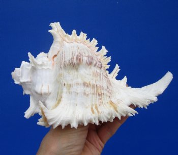 7-3/4 inches Murex Ramosus Shell for Sale - $14.99