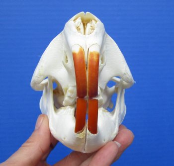 Beaver Skull, <font color=red>Grade A</font>, 4-1/2 inches for $43.99