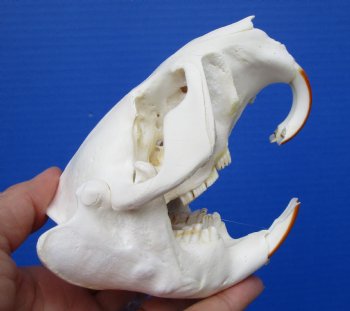 Beaver Skull, <font color=red>Grade A</font>, 4-1/2 inches for $43.99