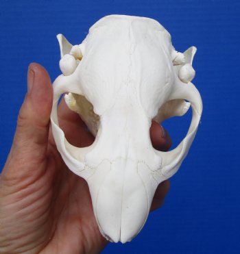 Beaver Skull, <font color=red>Grade A</font>, 4-1/2 inches for $43.99