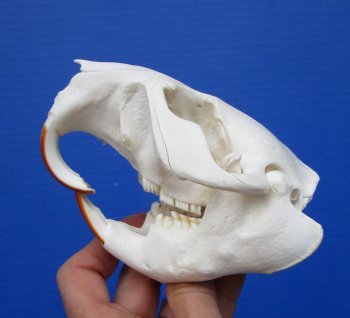 Beaver Skull, <font color=red>Grade A</font>, 4-1/2 inches for $43.99